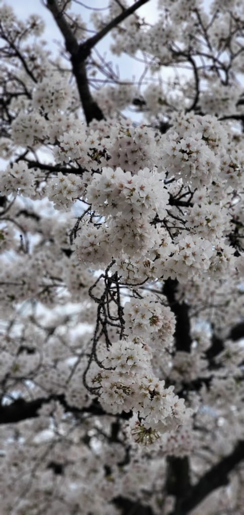 桜も満開　入社式まであと数日…今年の新入社員研修は？