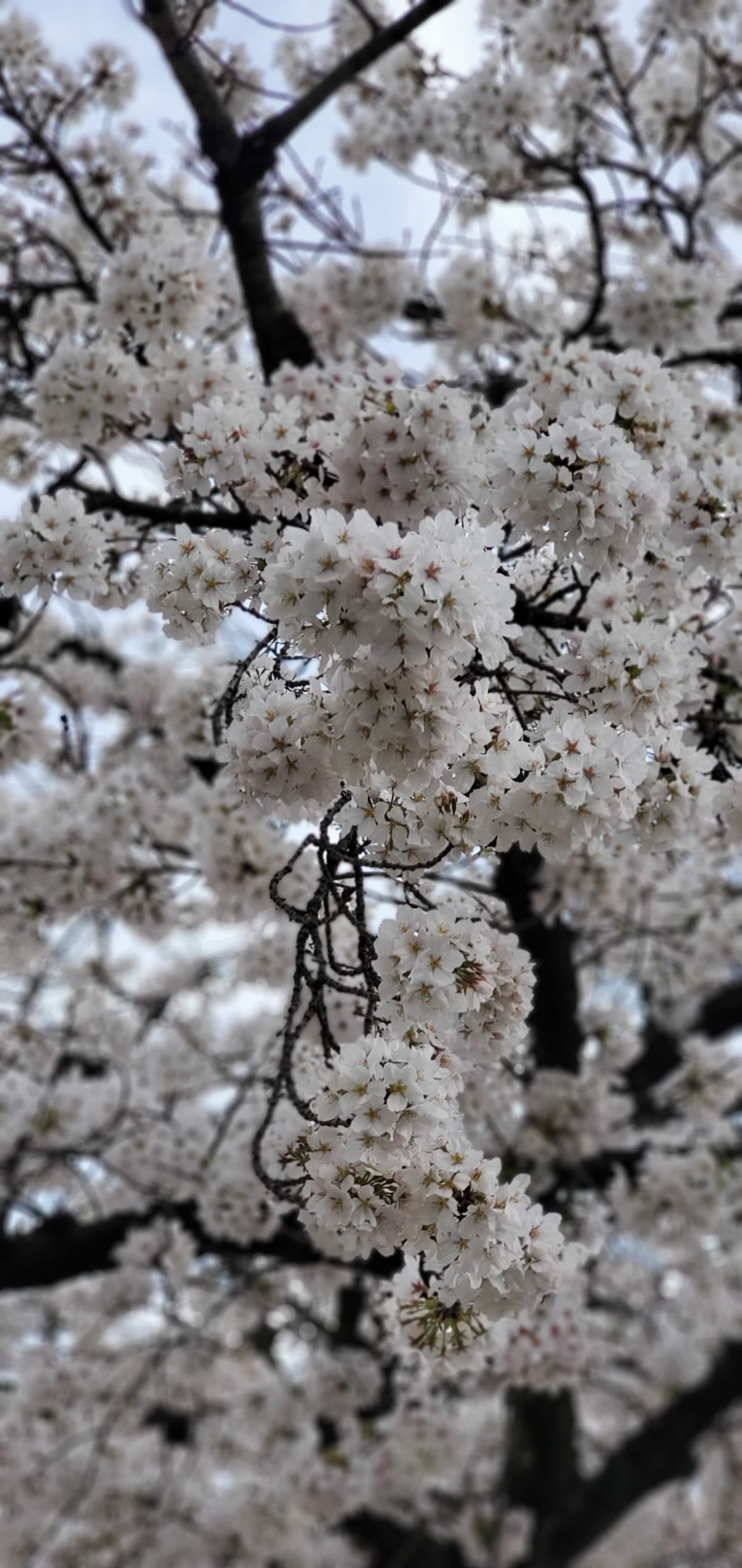 桜も満開　入社式まであと数日…今年の新入社員研修は？